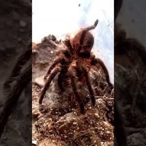 Phormictopus auratus Tarantula Feeding video #tarantula #spider #shorts