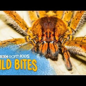 SPIDERS’ SILK IS 5 TIMES STRONGER Than Steel! | Wild Bites | BBC Earth Kids