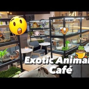 i Visited a Reptile / Amphibian / Arachnid Cafe !!!