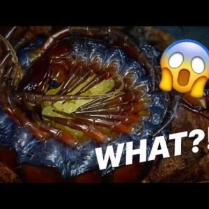 UNEXPECTED !!! 😱 Centipede exploded with EGGS !!! [Unedited]