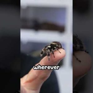 Jumping Spider Shooting Ropes all Over