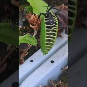 Venus fly traps VS spider #shorts