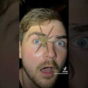 WANDERING SPIDER On MY FACE! #short #shorts #spider #arachnid