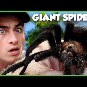 Top 5 BIGGEST Spiders I’ve EVER SEEN!