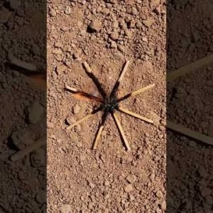 How to make a pet spider?🕷🧨#viralshorts #diy_idea #tricks #experiment