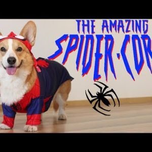 THE AMAZING SPIDER-CORGI – Topi the Corgi
