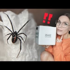 Chaotic SPIDER UNBOXING!. BOLTY Wolf Spiders, NEW Black Widow – One Love Tarantulas first impression