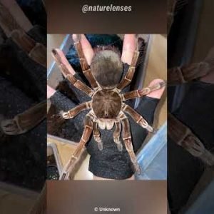 Goliath Birdeater | The Bird Eating Spider