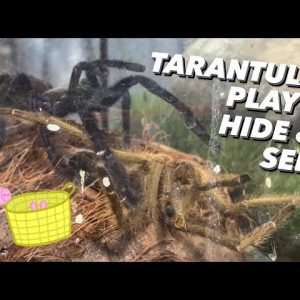 After love, Tarantula Couple play Hide & Seek 🙈 cute