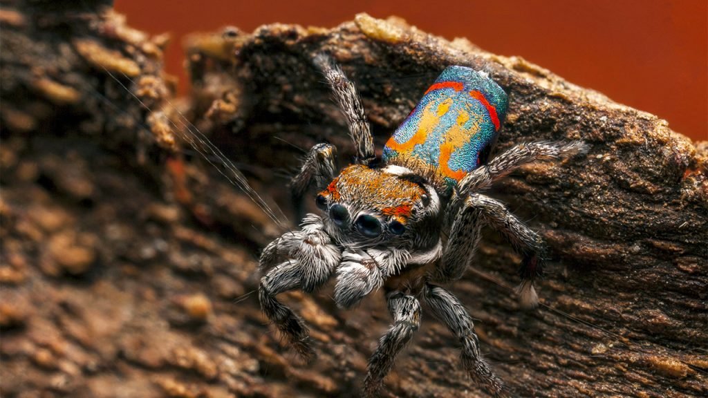 Can spiders venom potency be determined by its size?