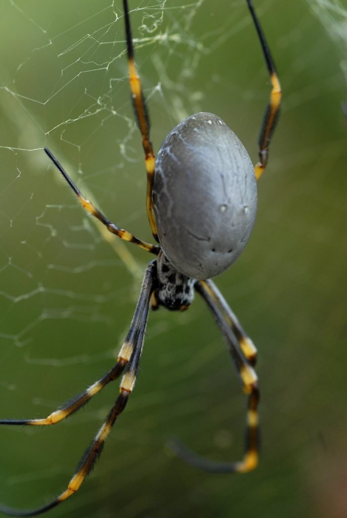 Exploring the Astonishing Size of Orb-Weaver Spiders
