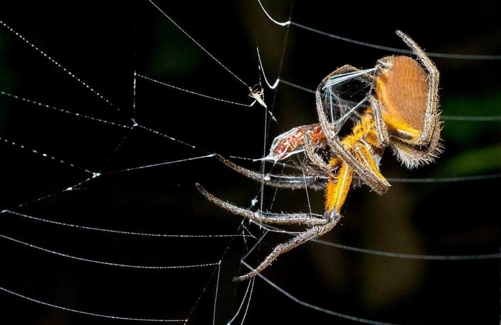 Exploring the Astonishing Size of Orb-Weaver Spiders