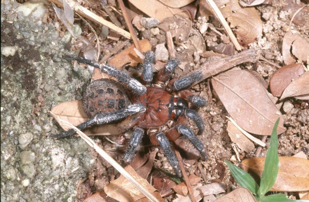 Exploring the Connection Between a Spiders Size and Age