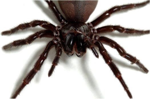 Exploring the Connection Between a Spiders Size and Age