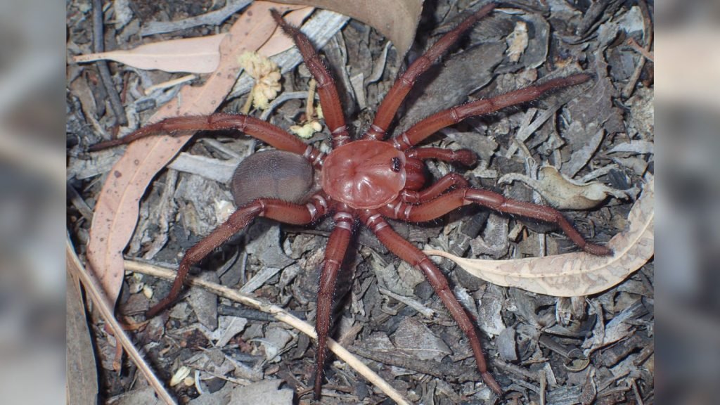 Exploring the Fascinating World of Giant Spider Species