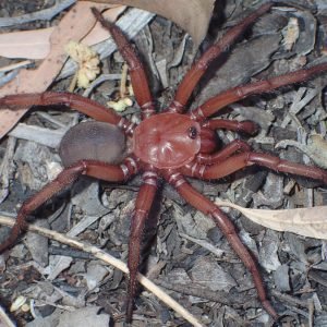 Exploring the Fascinating World of Giant Spider Species