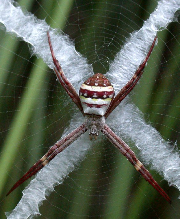 Exploring the Size-Related Adaptations in Spiders