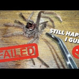 HOW TO s3x a Male Tarantula GONE WRONG ~ I was Dumb and Suffering now | Maybe next time ..
