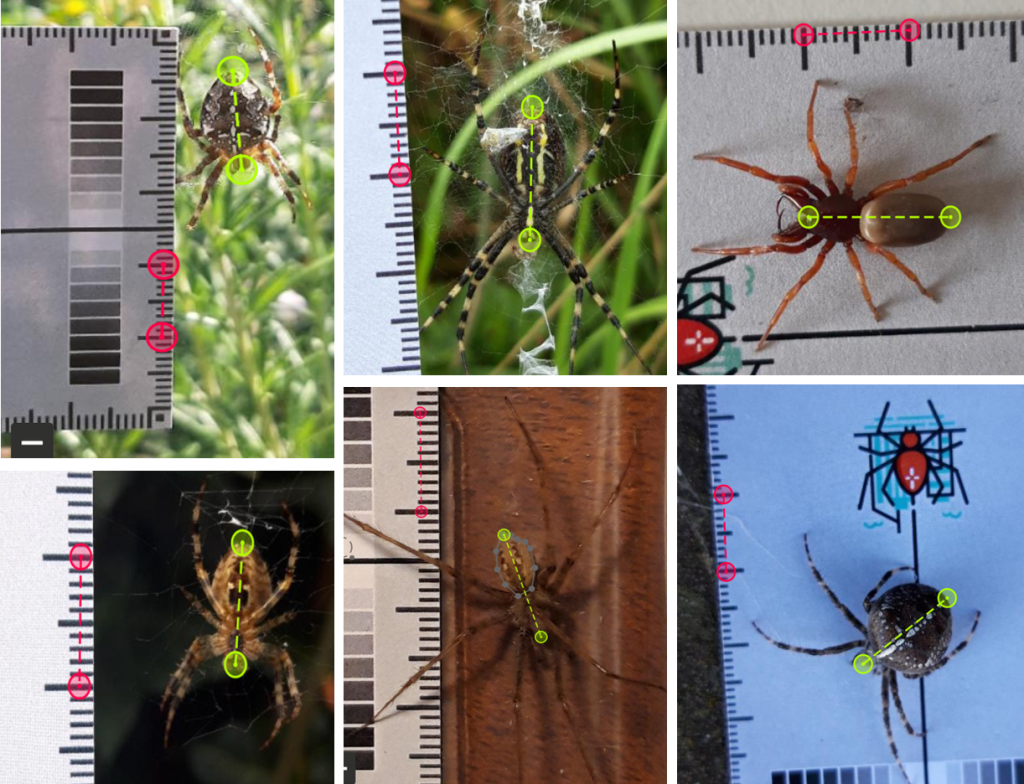 Methods for Measuring the Size of a Spider