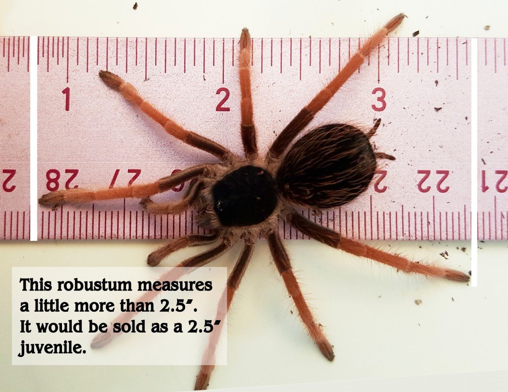 Methods for Measuring the Size of a Spider
