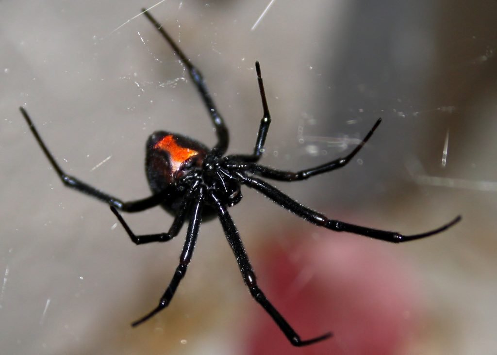 The Correlation Between Size and Danger: Are Bigger Spiders More Dangerous?
