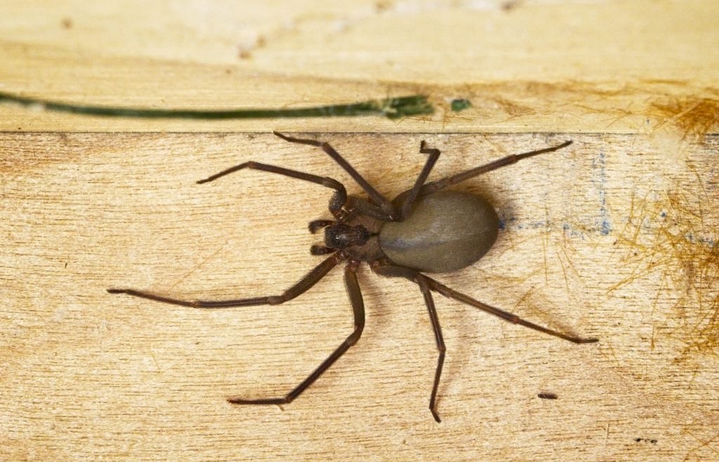 The Correlation Between Size and Danger: Are Bigger Spiders More Dangerous?