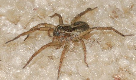 The Relationship Between Spider Size and Diet