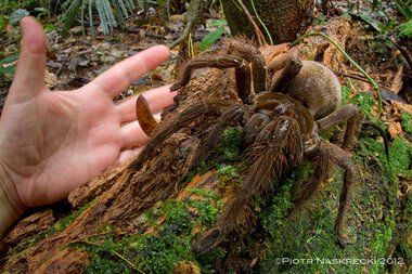 The Relationship Between Spider Size and Diet