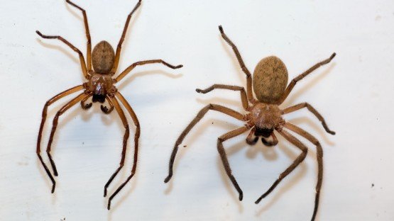 The Size Comparison Between Male and Female Spiders
