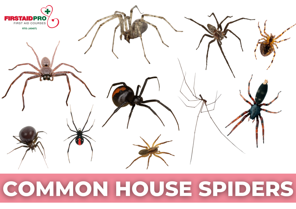 The Surprising Variety in Spider Sizes