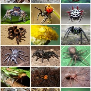 The Surprising Variety in Spider Sizes