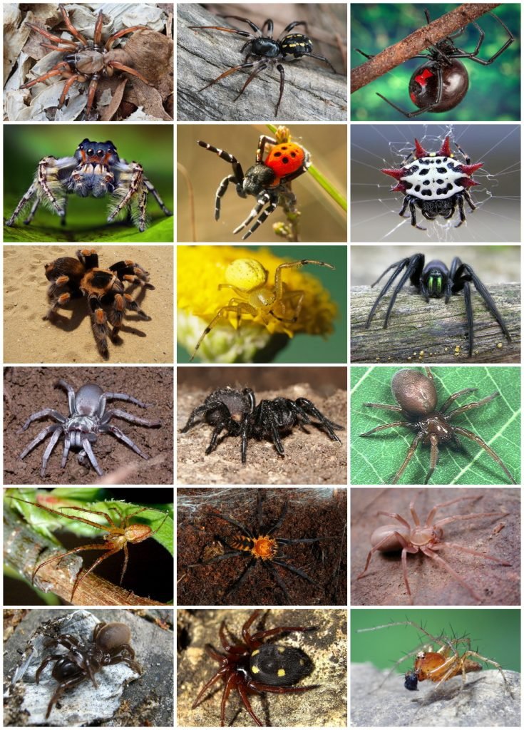 The Surprising Variety in Spider Sizes