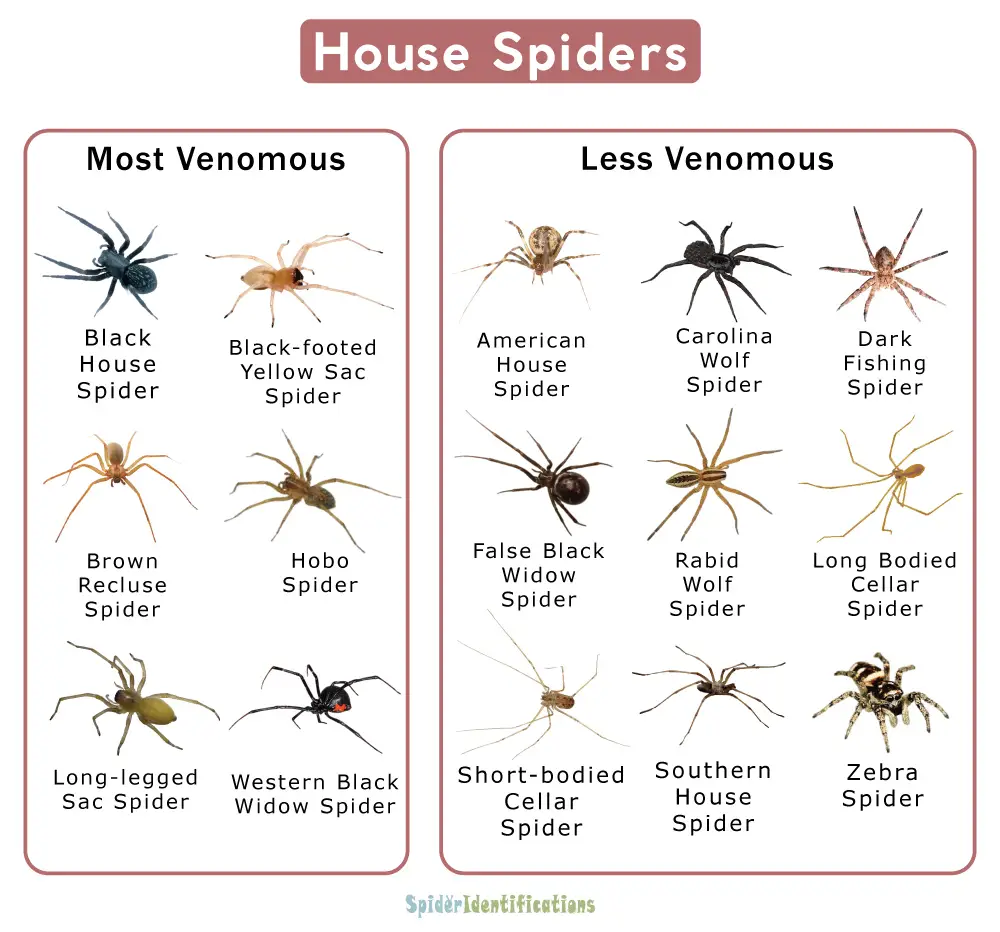 Uncovering the Size of the Average House Spider