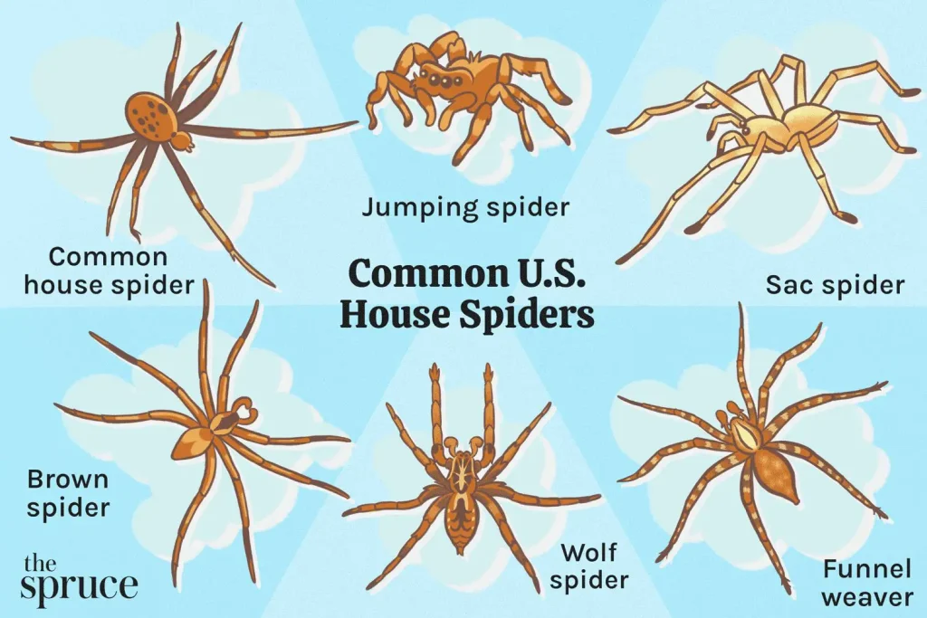 Uncovering the Size of the Average House Spider