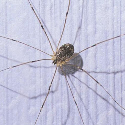 Unraveling the Mystery: Are Daddy Longlegs Spiders Actually the Most Venomous?