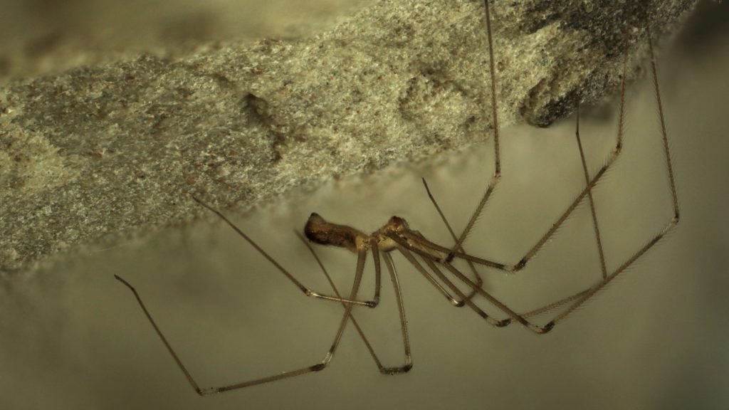 Unraveling the Mystery: Are Daddy Longlegs Spiders Actually the Most Venomous?