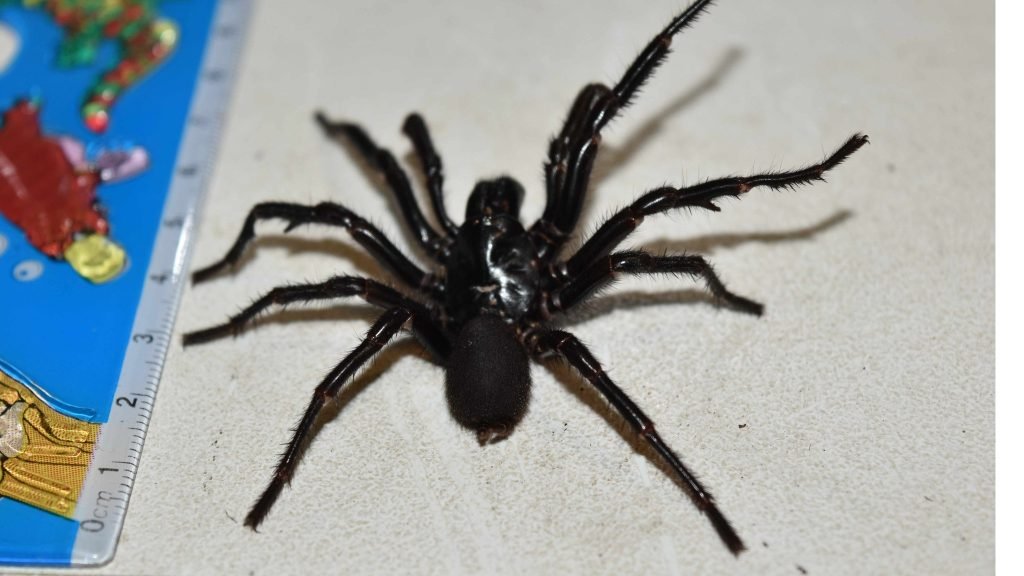 Unveiling the Leg Span of the Mighty Funnel Web Spider