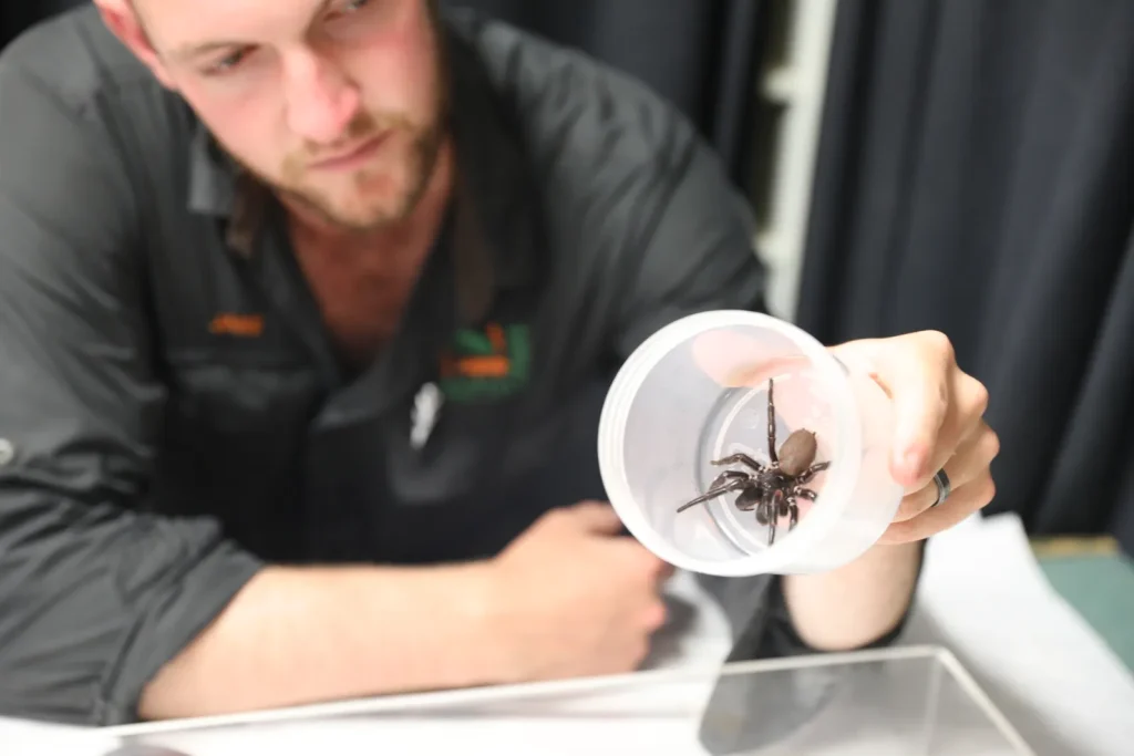 Unveiling the Leg Span of the Mighty Funnel Web Spider