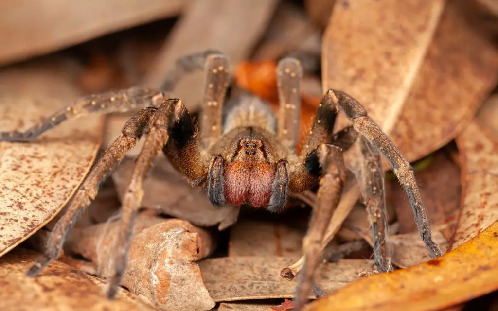 Unveiling the Size of the Brazilian Wandering Spider