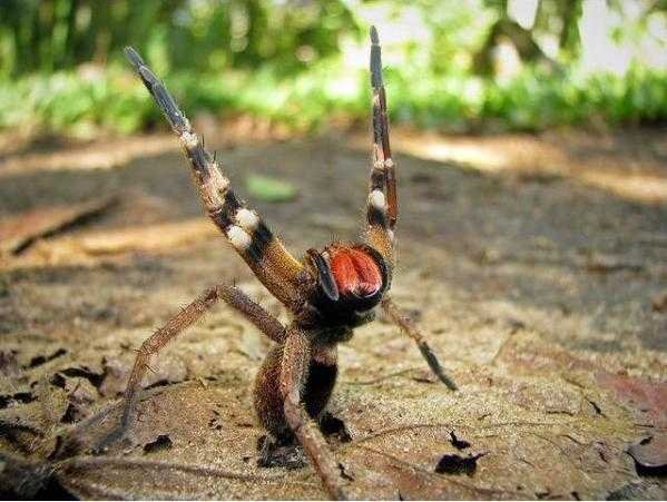 Unveiling the Size of the Brazilian Wandering Spider
