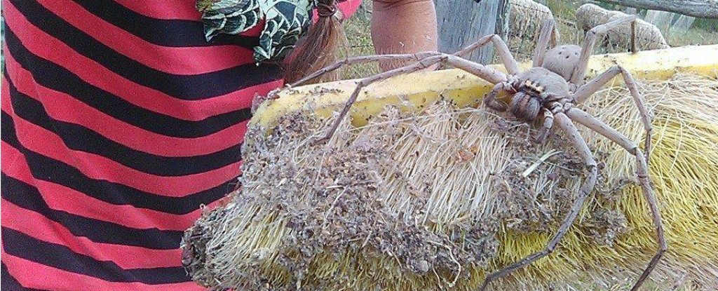 Unveiling the Surprising Size of a Huntsman Spider