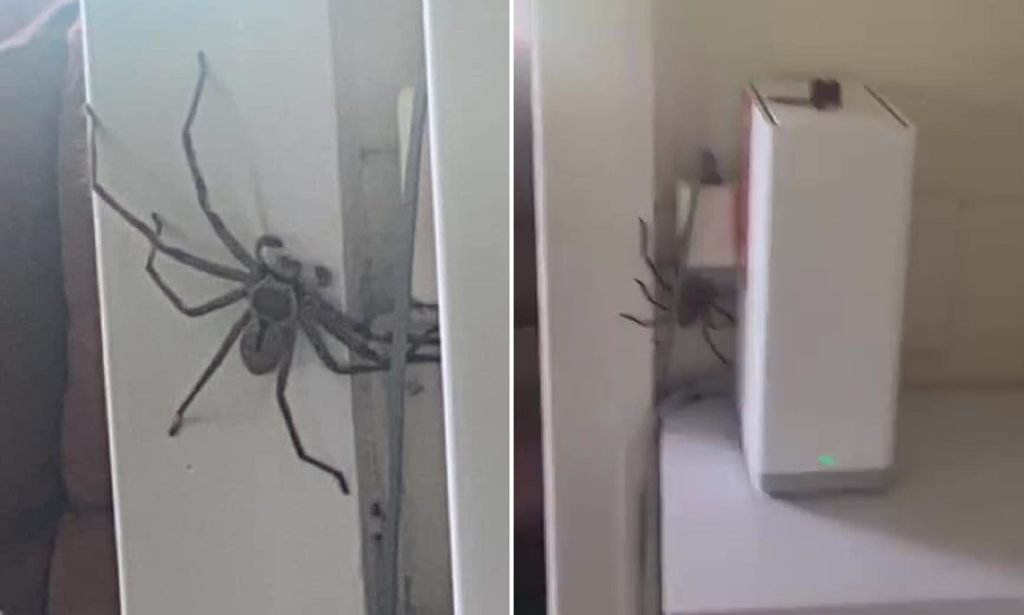 Unveiling the Surprising Size of a Huntsman Spider