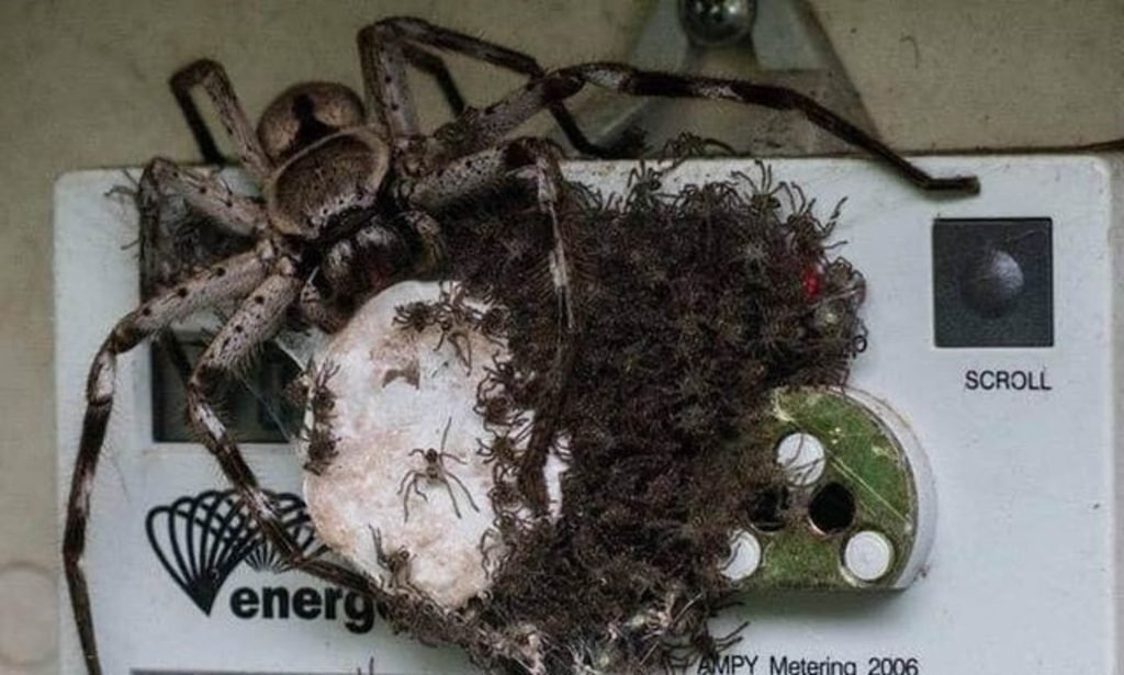 Unveiling the Surprising Size of a Huntsman Spider