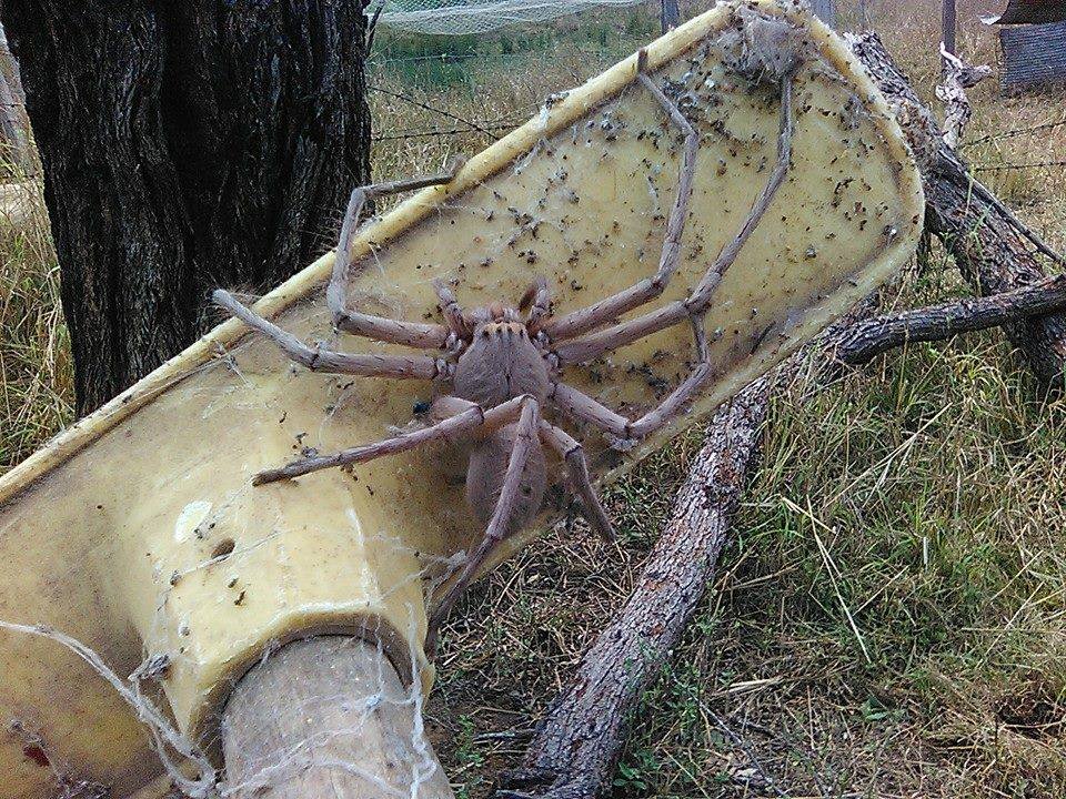 Unveiling the Surprising Size of a Huntsman Spider