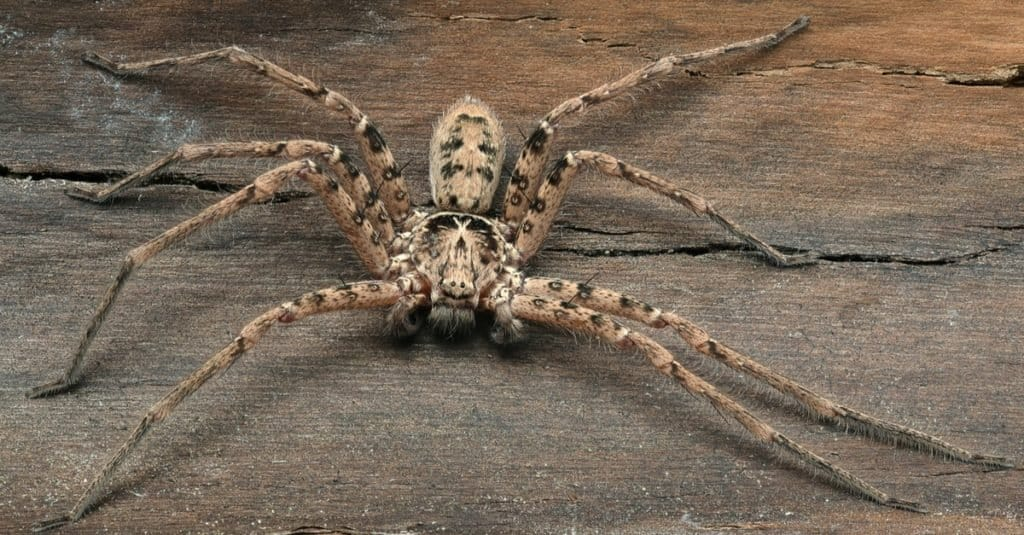 Unveiling the Surprising Size of a Huntsman Spider