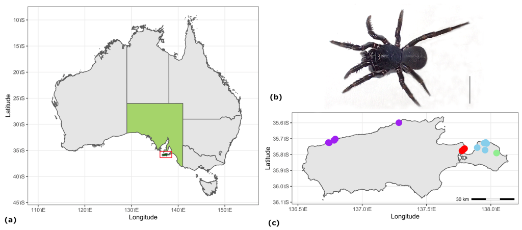 Variations in spider sizes based on region and habitat