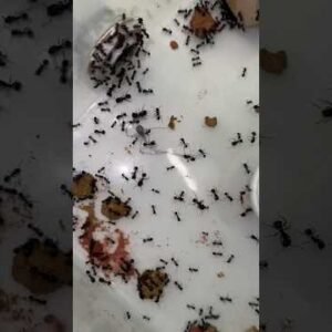 Ants Vs LIVING SPIDER!