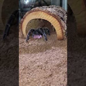 WARNING LIVE Feeding |  Tarantula (Spider) Birdeater