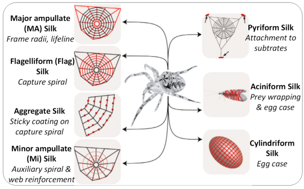 Exploring Size-Related Patterns in Spider Behavior