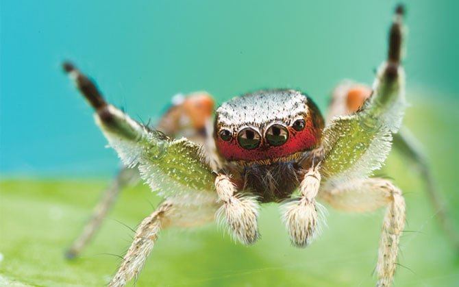 Exploring the Astonishing Variety of Spider Sizes